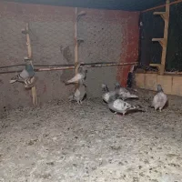 کفتر|پرنده|شیراز, مسلم|دیوار