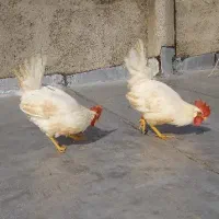 1عدد مرغ و 2عدد خروس|حیوانات مزرعه|نظرآباد, شهرک سید جمال الدین|دیوار