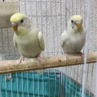 جفت مرغ عشق کرمینو‌ کارداده تخم و جوجه ای