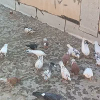 20عدد کفتر غریب گیری|پرنده|محمدشهر, همایون ویلا|دیوار