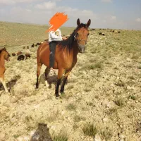 مادیان خوش اخلاق و خوشتیپ