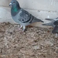 پلاکی|حیوانات|شوشتر, |دیوار