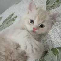 واگذاری گربه