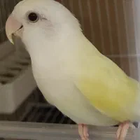 طوطی برزیلی ماده