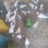 فروش فوری