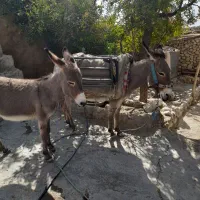 الاغ ماده|حیوانات مزرعه|کوهمره, |دیوار