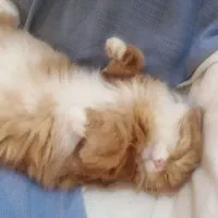 گربه
