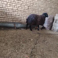 شیشک قوچ همو