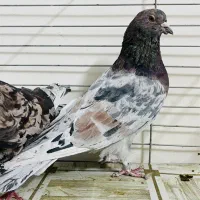 کبوتر سرور تهرنی|پرنده|قزوین, |دیوار