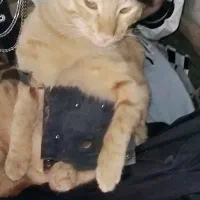 گربه گمشده|حیوانات|قم, آزادگان|دیوار