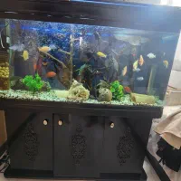 اکواریوم شرکتی