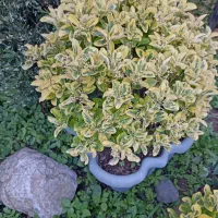 گل های تکی و چندتایی