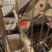 طوطی برزیلی