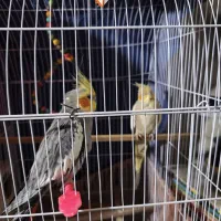 عروس هلندی مولد