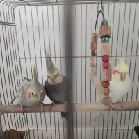 سه عدد عروس هلندی با تجهیزات