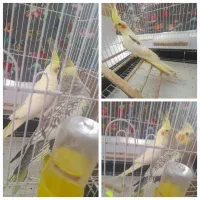 عروس هلندی با جوجه|پرنده|شهرکرد, |دیوار