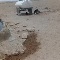 گمشده سگ گله|سگ|رفسنجان, |دیوار