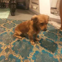 توله سگ اشپیتز فروشی|سگ|بهشهر, |دیوار