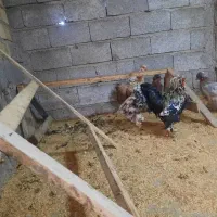 مرغ و خروس سلطان|حیوانات مزرعه|لاهیجان, بازکیاگوراب|دیوار