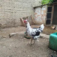 مرغ گلین|حیوانات مزرعه|خان ببین, |دیوار