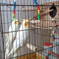 یک جفت عروس هلندی به همراه قفس بزرگ