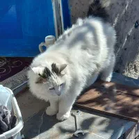 گربه خونگی بسیار خوشگل