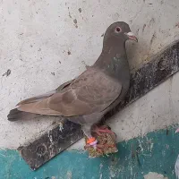 نامبر کنگاور معاوضه با قفس بزرگ یا قناری نر