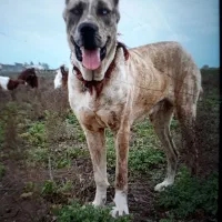 واگذاری سگ|سگ|تهران, بریانک|دیوار