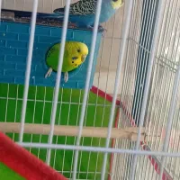 مرغ عشق معاوضه با عروس هلندی