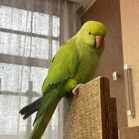 طوطی ملنگو سالم و سر حال