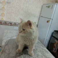 گربه پرشین|گربه|مشهد, بهمن|دیوار