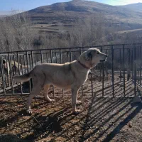 واگذاری سگ ماده سراب|سگ|ورزقان, |دیوار