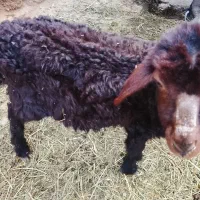 شهرستان میاندوآب روستای فسندوز