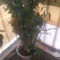 انواع گل با گلدان|گل و گیاه طبیعی|شاهینشهر, طالقانی|دیوار