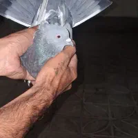 کبوتر اصفهانی