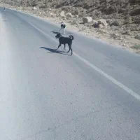 فروش سگ گله