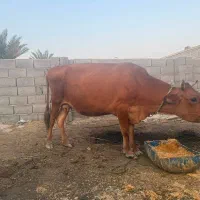 گاوی