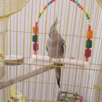 عروس هلندی