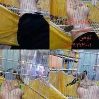 سهره رام و دستی