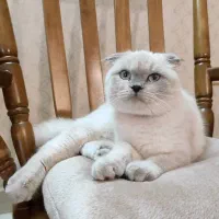 گربه اسکاتیش فولد ماده بلوپوینت عقیم نشده|گربه|کرج, شهرک بنفشه|دیوار