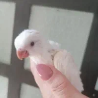 جوجه راهب آلبینو عروسک
