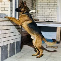 ژرمن نر ۱ ساله