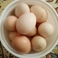 تخم مرغ لاری نطفه دار