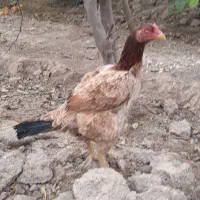 مرغ لاری اصیل.|حیوانات مزرعه|پاکدشت, خاتون آباد|دیوار