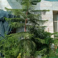 کاج مطبق خاص و بسیار بزرگ  ارتفاع ۳ متر  ۱۰ طبقه