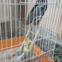 فروش طوطی عروس