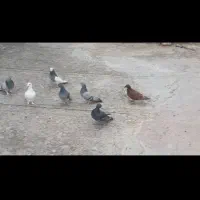 کفتر|پرنده|شیراز, شهرک کوشکک|دیوار