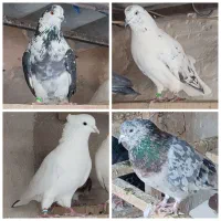 کفتر دهن جور ، کبوتر ، کفتر گرو