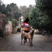 سرابی نر اصیل از نوه بزسر خاب|سگ|مشهد, میان ولایت|دیوار