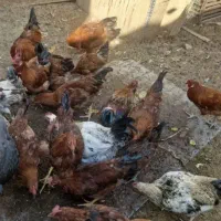 خروس محلی کوهبنان